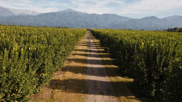 Organic Lemon Essential Oil