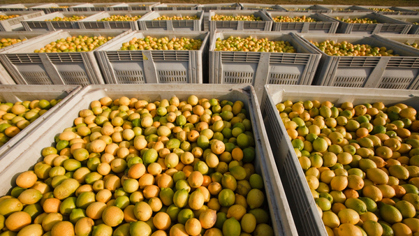 Check Out Our Lemon '64 Essential Oil