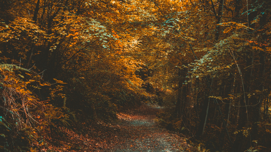What is the Scent of Fall '25?