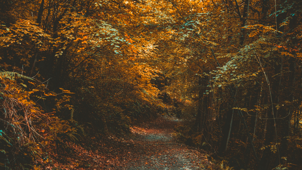 What is the Scent of Fall '25?